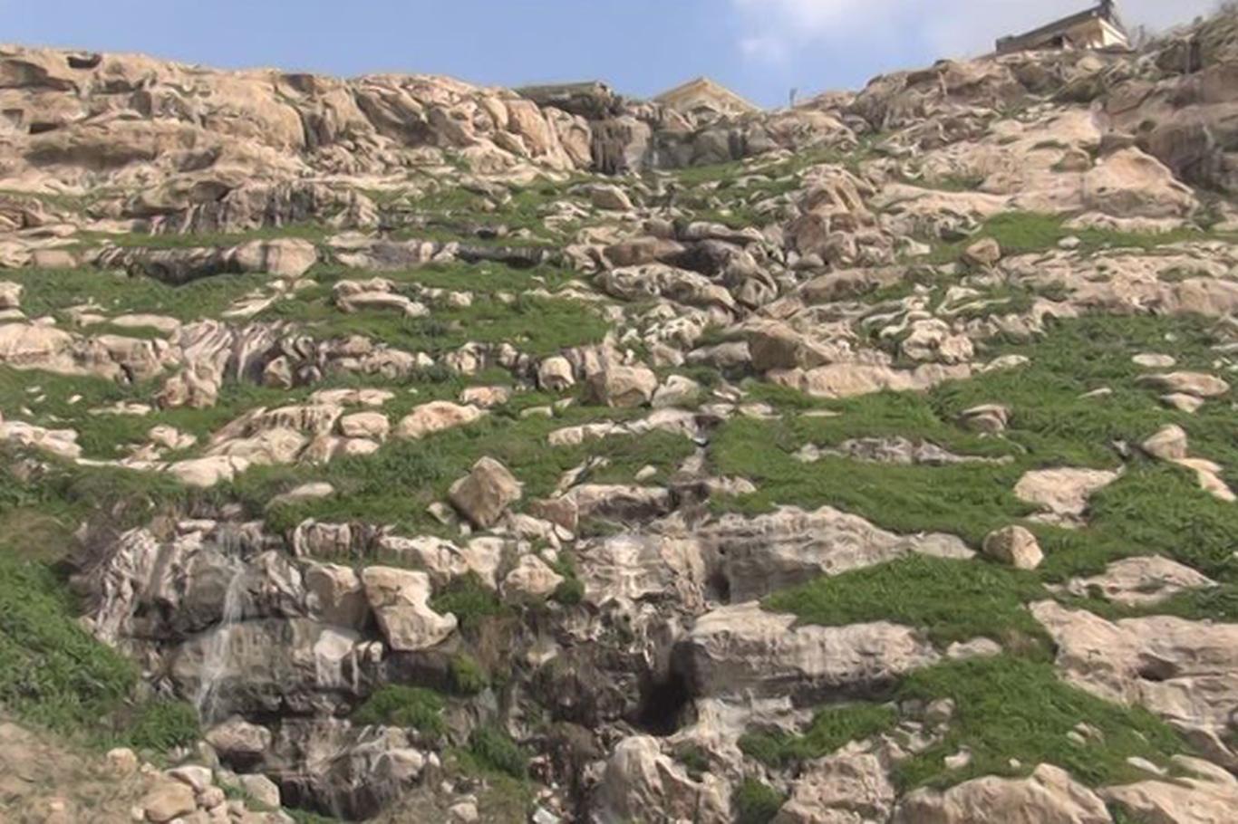 Kayalıklardan düşen katır kurtarılmayı bekliyor Kayalıklardan düşen katır kurtarılmayı bekliyor